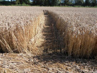All Cannings Bridge, Wiltshire crop circle, aerial photo 36