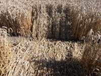 All Cannings Bridge, Wiltshire crop circle, aerial photo 35