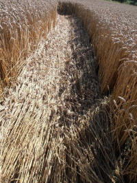 All Cannings Bridge, Wiltshire crop circle, aerial photo 30