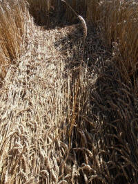 All Cannings Bridge, Wiltshire crop circle, aerial photo 29