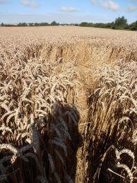 All Cannings Bridge, Wiltshire crop circle, aerial photo 28