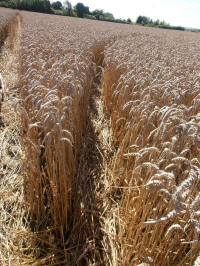 All Cannings Bridge, Wiltshire crop circle, aerial photo 27