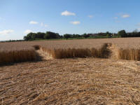 All Cannings Bridge, Wiltshire crop circle, aerial photo 60
