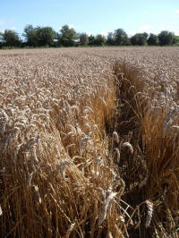 All Cannings Bridge, Wiltshire crop circle, aerial photo 26