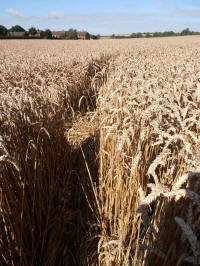 All Cannings Bridge, Wiltshire crop circle, aerial photo 25