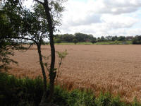 All Cannings Bridge, Wiltshire crop circle, aerial photo 23