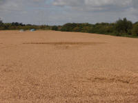 All Cannings Bridge, Wiltshire crop circle, aerial photo 66