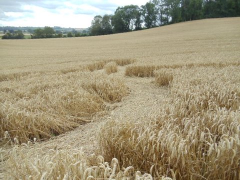 Cedar Tree Farm, Warwickshire crop circle, aerial photo 4