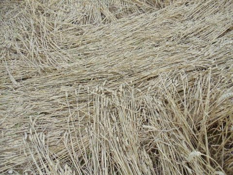 Cedar Tree Farm, Warwickshire crop circle, aerial photo 5