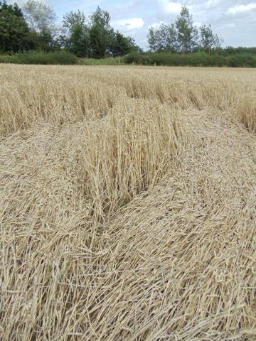 Cedar Tree Farm, Warwickshire crop circle, aerial photo 8