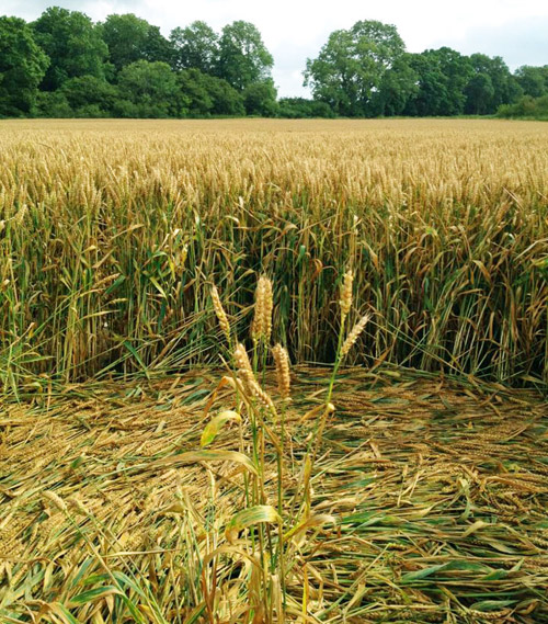 Chalk Pit, Wiltshire crop circle, aerial photo 20