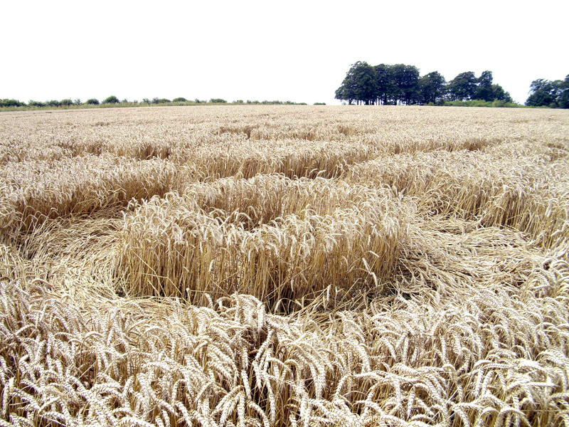 Cheesefoot Head (1), Hampshire crop circle, aerial photo 68