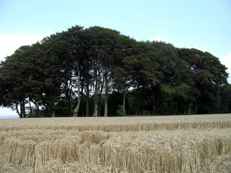 Cheesefoot Head (1), Hampshire crop circle, aerial photo 64