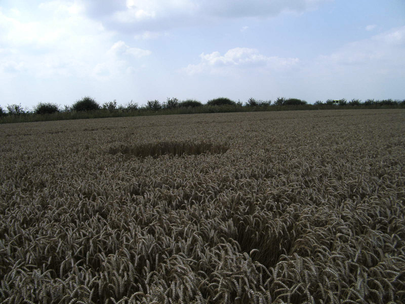 Cheesefoot Head (1), Hampshire crop circle, aerial photo 67