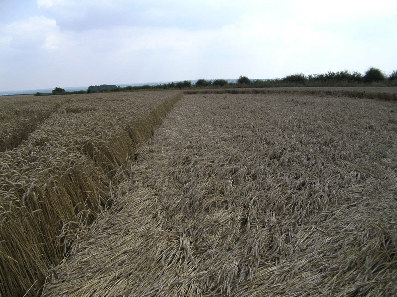 Cheesefoot Head (1), Hampshire crop circle, aerial photo 66