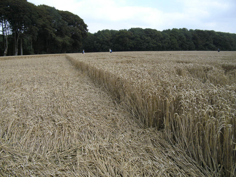 Cheesefoot Head (1), Hampshire crop circle, aerial photo 65