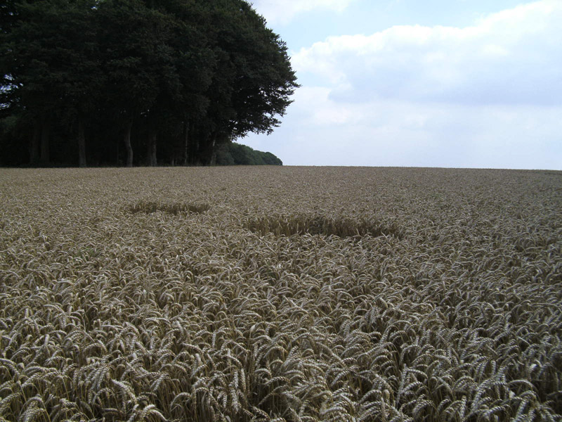 Cheesefoot Head (2), Hampshire crop circle, aerial photo 19