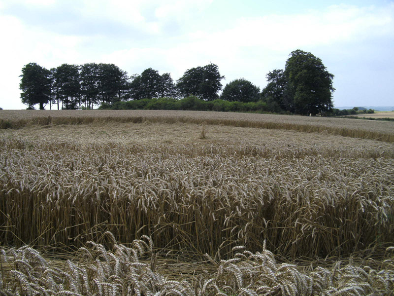 Cheesefoot Head (2), Hampshire crop circle, aerial photo 18