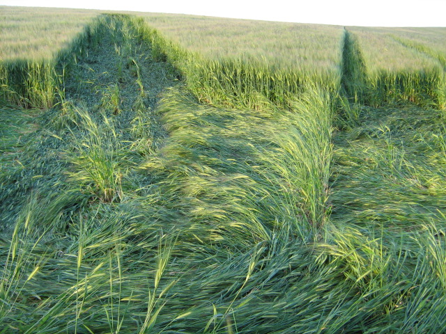 Chilcomb Down, Hampshire crop circle, aerial photo 28