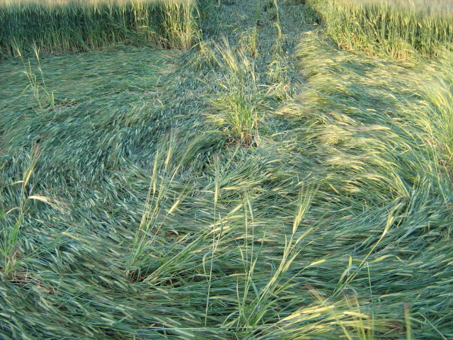 Chilcomb Down, Hampshire crop circle, aerial photo 29