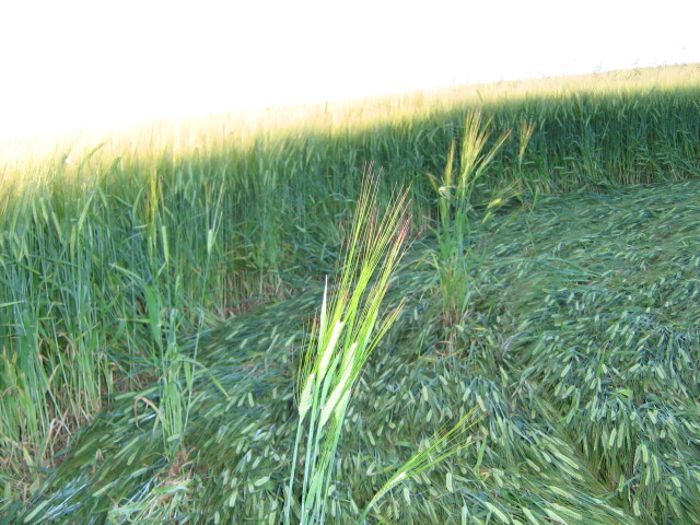 Chilcomb Down, Hampshire crop circle, aerial photo 30