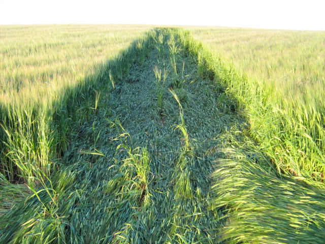 Chilcomb Down, Hampshire crop circle, aerial photo 32