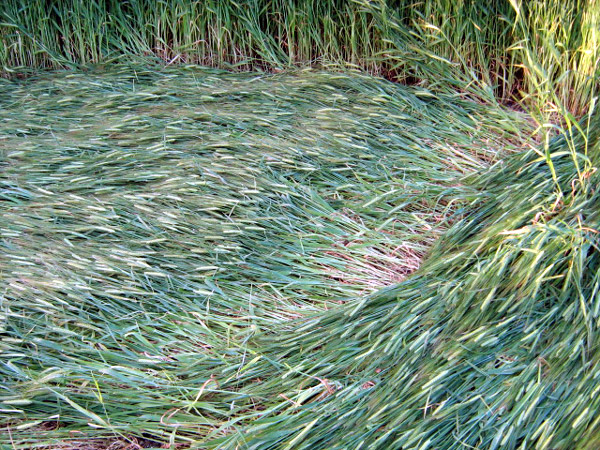 Chilcomb Down, Hampshire crop circle, aerial photo 26