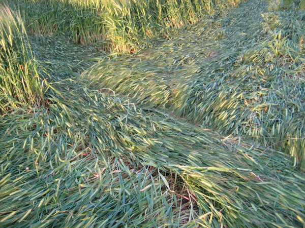 Chilcomb Down, Hampshire crop circle, aerial photo 27