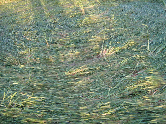 Chilcomb Down, Hampshire crop circle, aerial photo 33