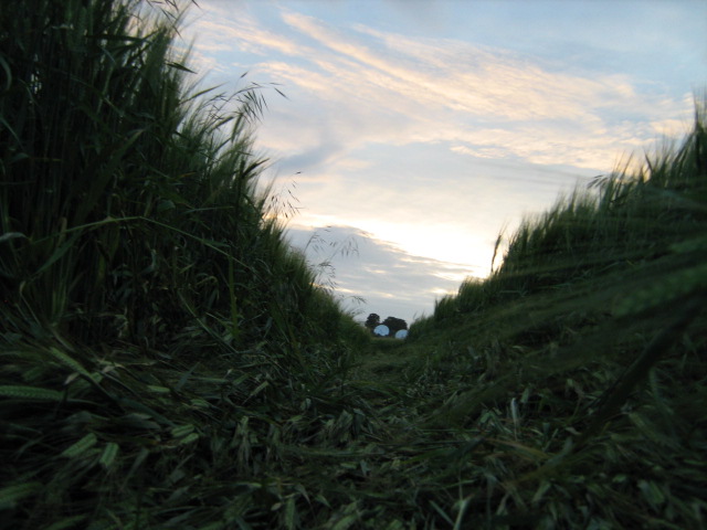 Chilcomb Down, Hampshire crop circle, aerial photo 44