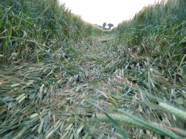 Chilcomb Down, Hampshire crop circle, aerial photo 43