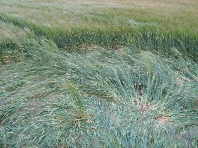 Chilcomb Down, Hampshire crop circle, aerial photo 42