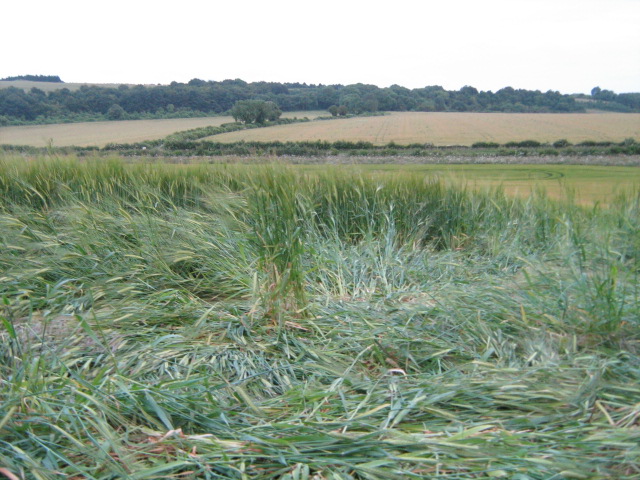 Chilcomb Down, Hampshire crop circle, aerial photo 41