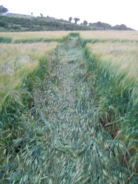 Chilcomb Down, Hampshire crop circle, aerial photo 40