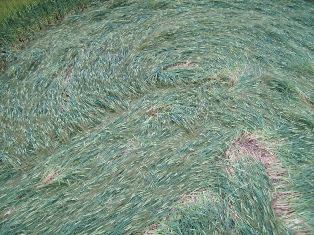 Chilcomb Down, Hampshire crop circle, aerial photo 39