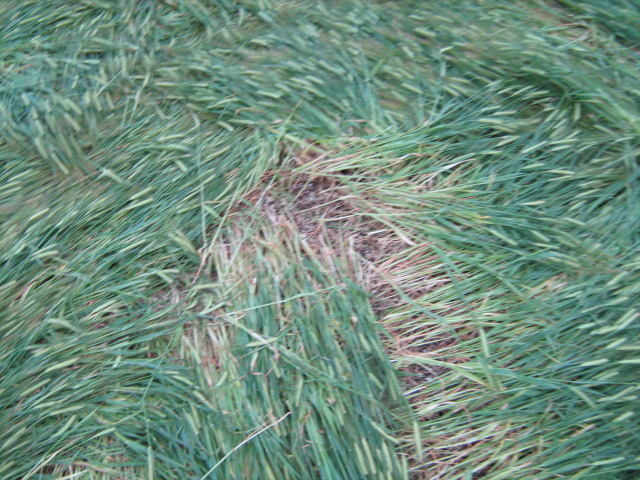 Chilcomb Down, Hampshire crop circle, aerial photo 38