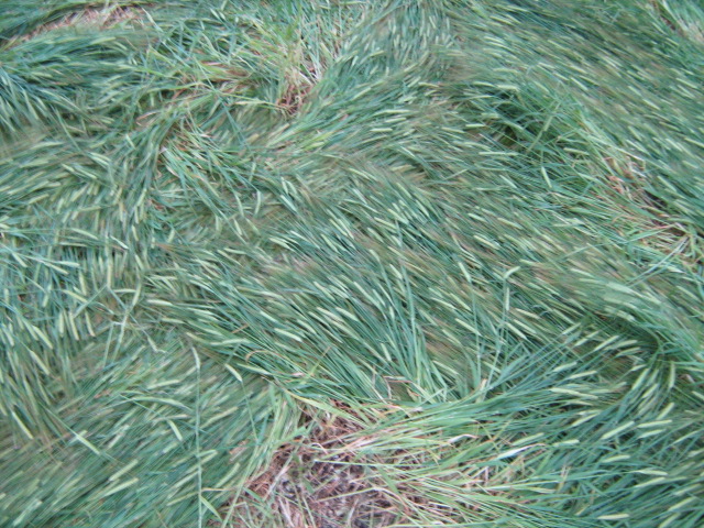 Chilcomb Down, Hampshire crop circle, aerial photo 46