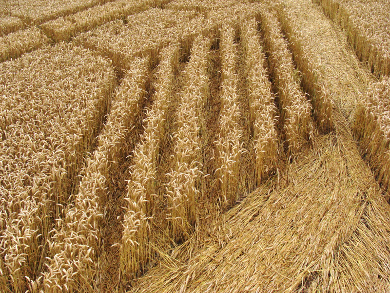 Devil's Den, Wiltshire crop circle, aerial photo 45