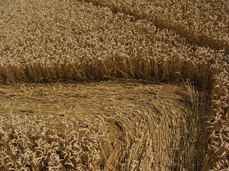Devil's Den, Wiltshire crop circle, aerial photo 46