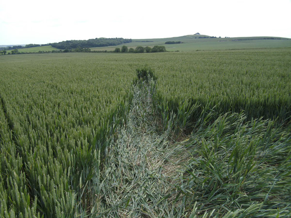 Golden Ball Hill, Wiltshire crop circle, aerial photo 16