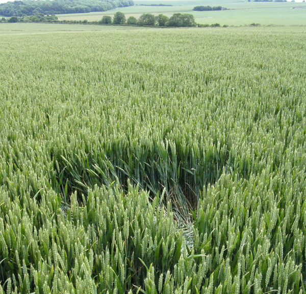 Golden Ball Hill, Wiltshire crop circle, aerial photo 17