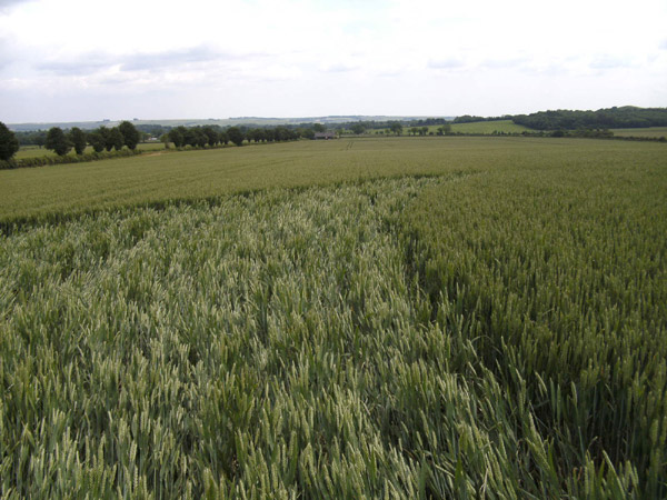 Golden Ball Hill, Wiltshire crop circle, aerial photo 18