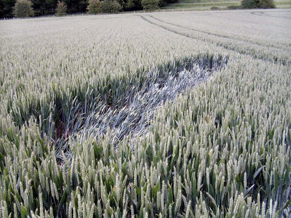 Golden Ball Hill, Wiltshire crop circle, aerial photo 20