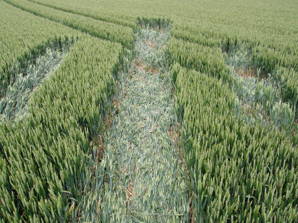 Golden Ball Hill, Wiltshire crop circle, aerial photo 22