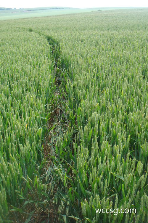 Golden Ball Hill, Wiltshire crop circle, aerial photo 25