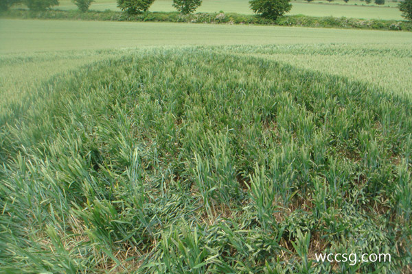 Golden Ball Hill, Wiltshire crop circle, aerial photo 24