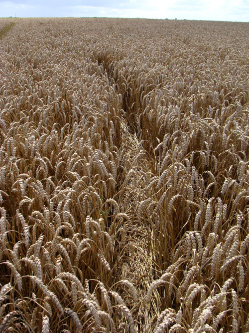 Hackpen Hill (1), Wiltshire crop circle, aerial photo 8