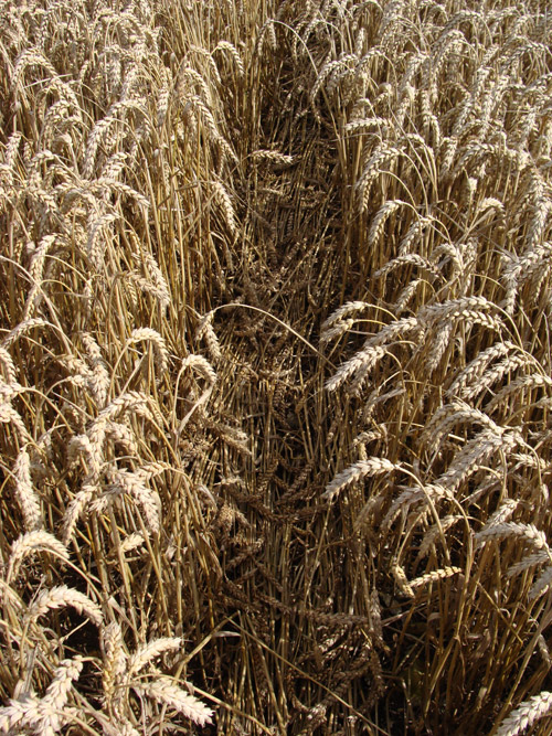 Hackpen Hill (1), Wiltshire crop circle, aerial photo 9