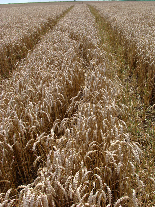 Hackpen Hill (1), Wiltshire crop circle, aerial photo 10