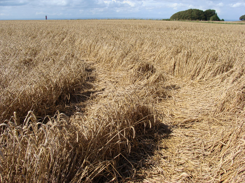 Hackpen Hill (1), Wiltshire crop circle, aerial photo 14